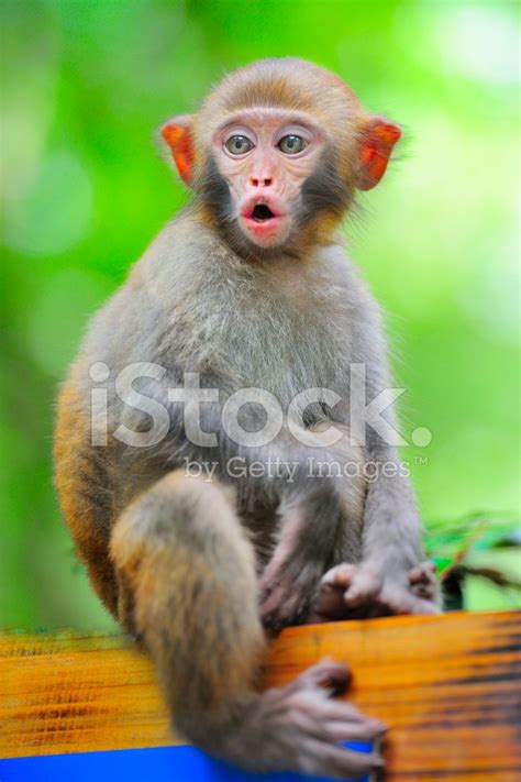 monkey chatters